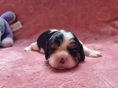 Tricolore - Cavalier King Charles Spaniel