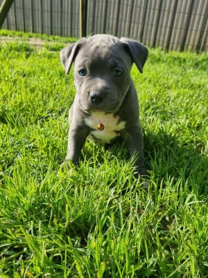 Les chiots de American Staffordshire Terrier