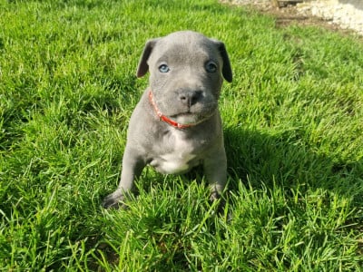 Les chiots de American Staffordshire Terrier