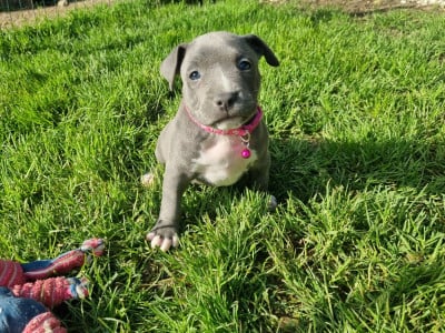 Les chiots de American Staffordshire Terrier