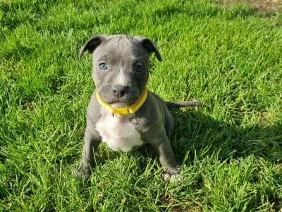 Les chiots de American Staffordshire Terrier