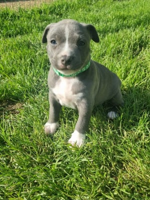 Les chiots de American Staffordshire Terrier