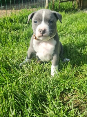 Les chiots de American Staffordshire Terrier