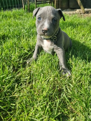 Les chiots de American Staffordshire Terrier