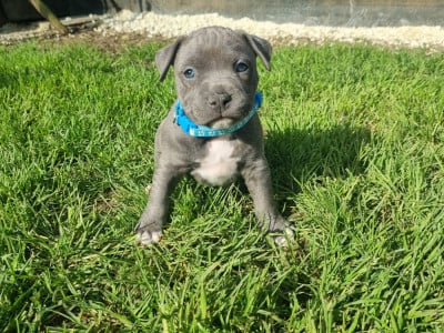 Les chiots de American Staffordshire Terrier