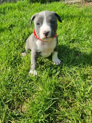 Les chiots de American Staffordshire Terrier
