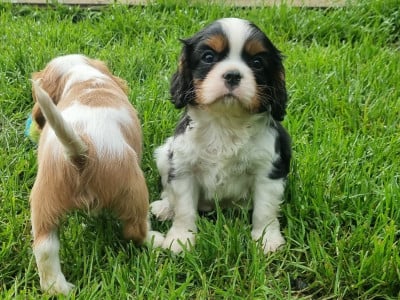 Les chiots de Cavalier King Charles Spaniel