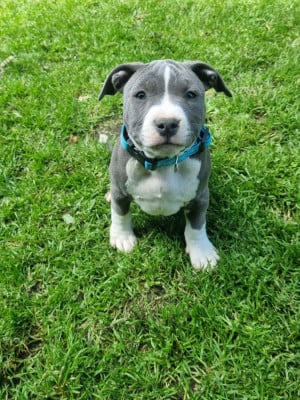 Les chiots de American Staffordshire Terrier