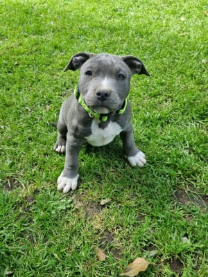 Les chiots de American Staffordshire Terrier