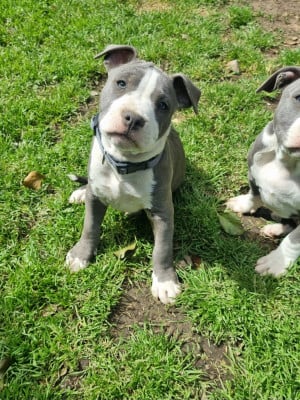 Les chiots de American Staffordshire Terrier