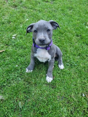 Les chiots de American Staffordshire Terrier