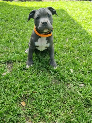 Les chiots de American Staffordshire Terrier