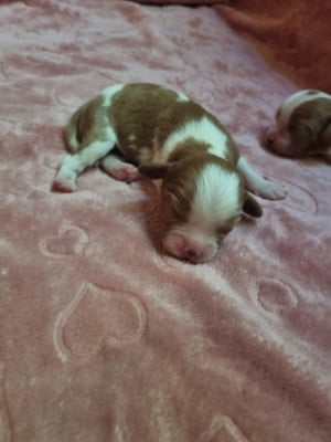 B... Du Petit Brillouard - Cavalier King Charles Spaniel