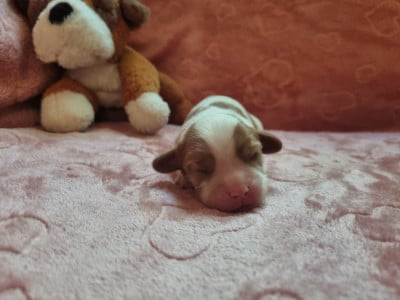 B... Du Petit Brillouard - Cavalier King Charles Spaniel