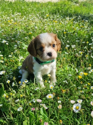 Les chiots de Cavalier King Charles Spaniel