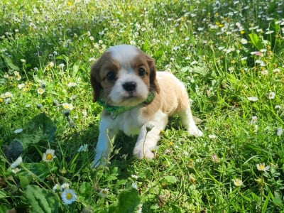Les chiots de Cavalier King Charles Spaniel