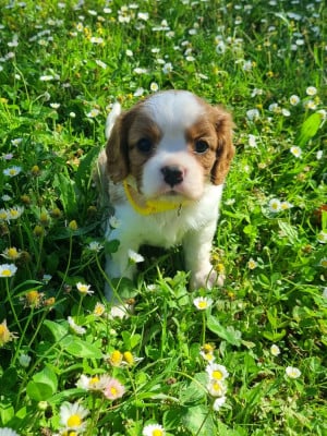 Les chiots de Cavalier King Charles Spaniel