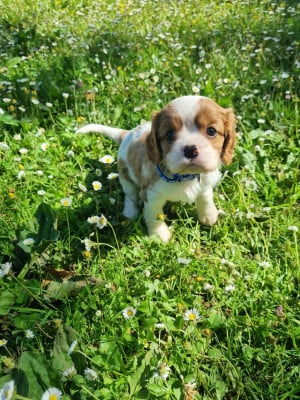 Les chiots de Cavalier King Charles Spaniel