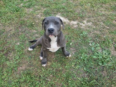 Les chiots de American Staffordshire Terrier