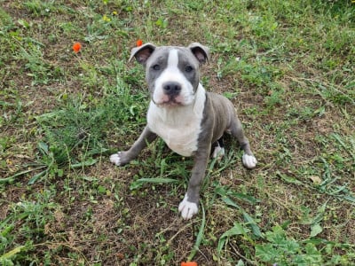 Les chiots de American Staffordshire Terrier