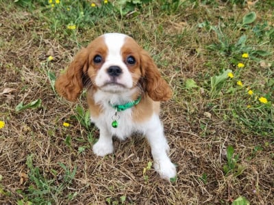 Les chiots de Cavalier King Charles Spaniel