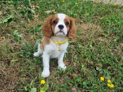 Les chiots de Cavalier King Charles Spaniel