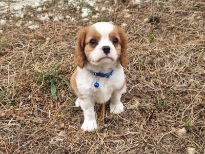 Les chiots de Cavalier King Charles Spaniel