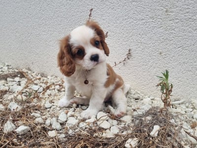 Les chiots de Cavalier King Charles Spaniel