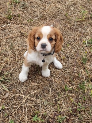 Les chiots de Cavalier King Charles Spaniel