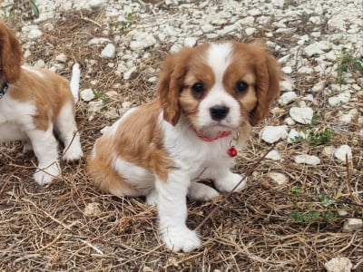 Les chiots de Cavalier King Charles Spaniel
