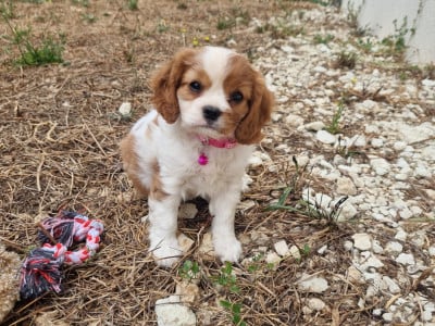 Les chiots de Cavalier King Charles Spaniel