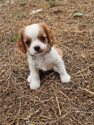 Les chiots de Cavalier King Charles Spaniel