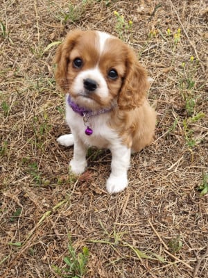 Les chiots de Cavalier King Charles Spaniel