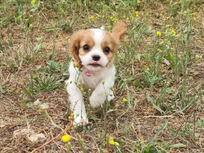 Les chiots de Cavalier King Charles Spaniel