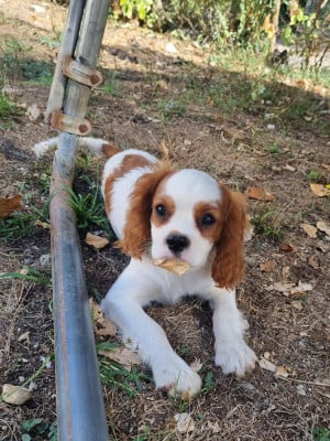 Les chiots de Cavalier King Charles Spaniel