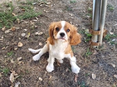 Les chiots de Cavalier King Charles Spaniel