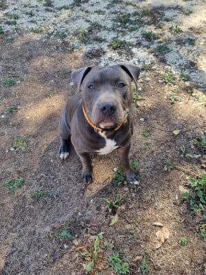 Les chiots de American Staffordshire Terrier