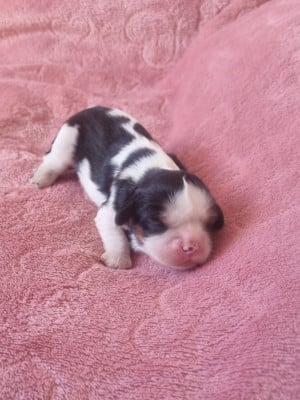 Les chiots de Cavalier King Charles Spaniel