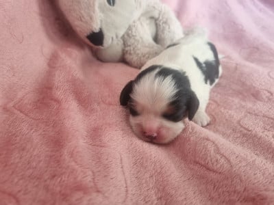Les chiots de Cavalier King Charles Spaniel
