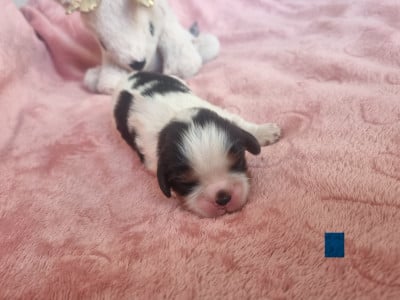 Les chiots de Cavalier King Charles Spaniel