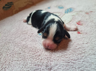 Les chiots de Cavalier King Charles Spaniel