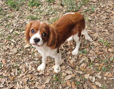 Les chiots de Cavalier King Charles Spaniel