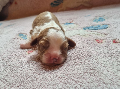 Les chiots de Cavalier King Charles Spaniel