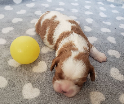 Les chiots de Cavalier King Charles Spaniel