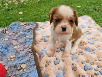 Les chiots de Cavalier King Charles Spaniel