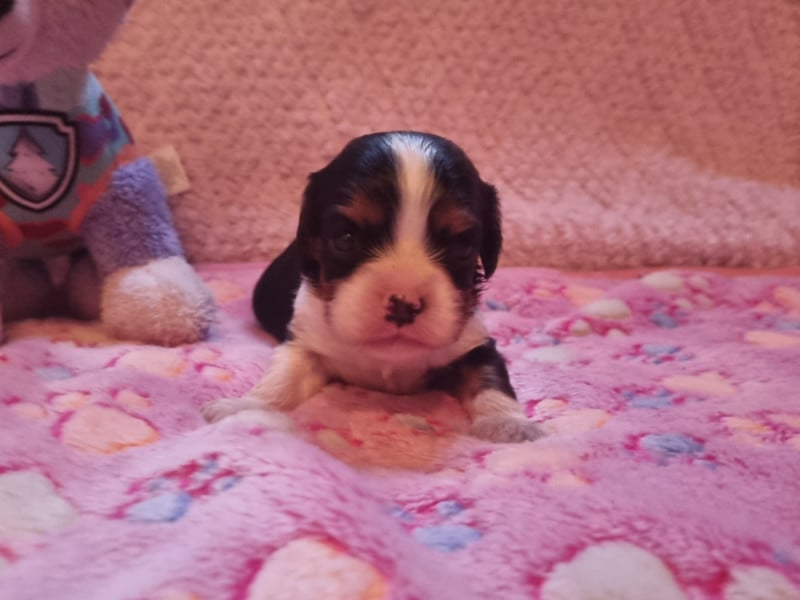 Cavalier King Charles Spaniel - Du Petit Brillouard