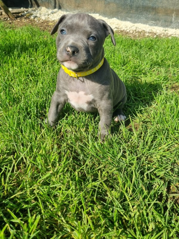 American Staffordshire Terrier - Du Petit Brillouard