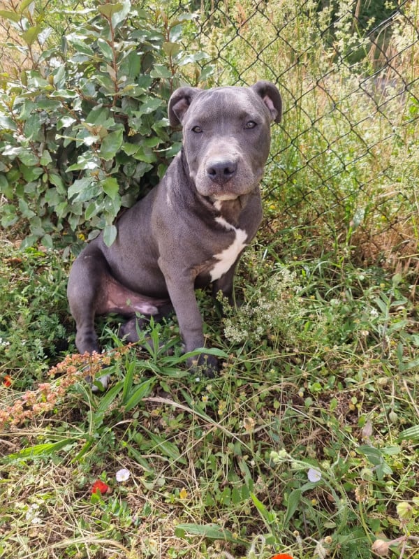 American Staffordshire Terrier - Du Petit Brillouard