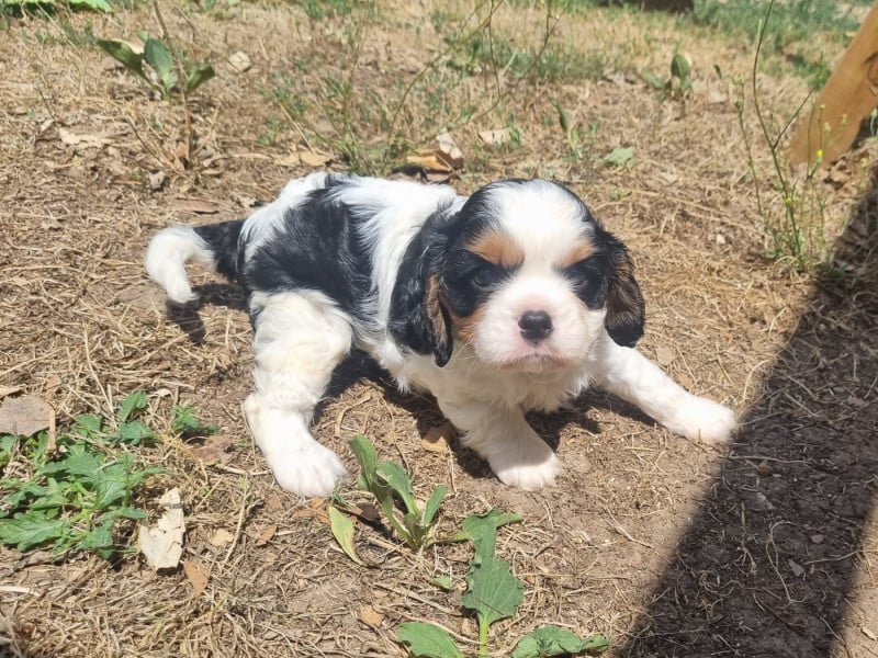 Cavalier King Charles Spaniel - Du Petit Brillouard