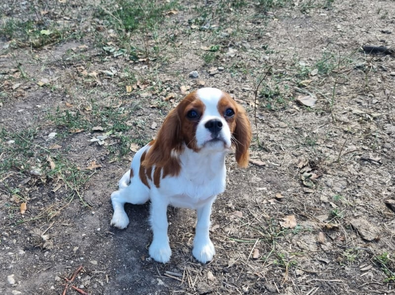 Cavalier King Charles Spaniel - Du Petit Brillouard